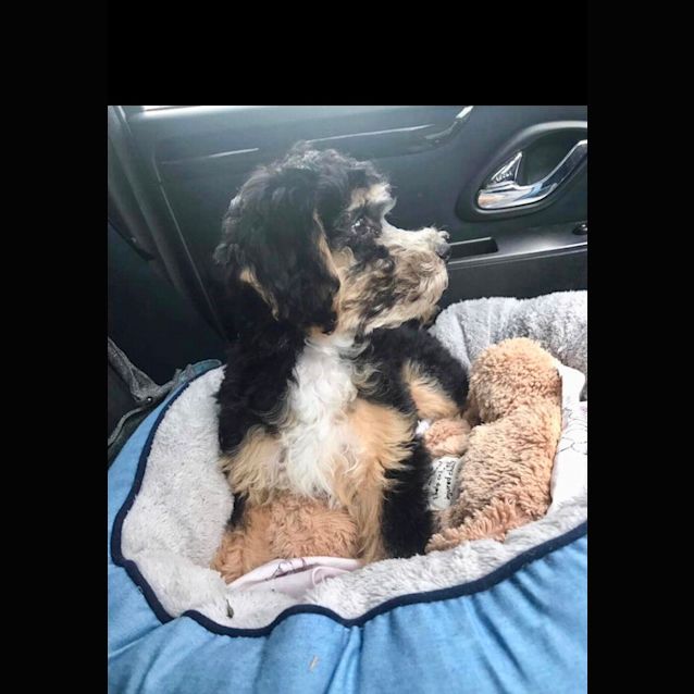 Photo of Fudge