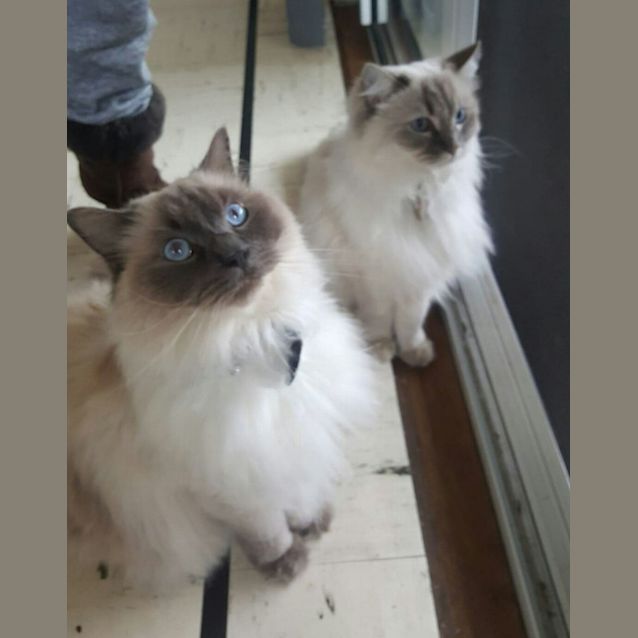 Photo of Teddy & Willow