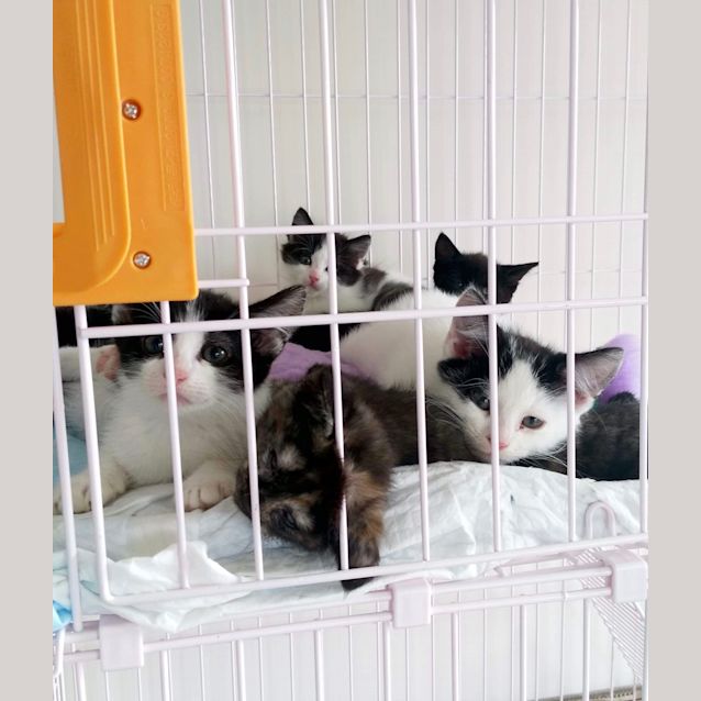 Photo of Fabulous Five