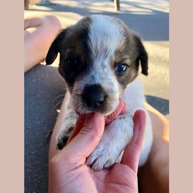 Photo of Yona *Adoption Pending*