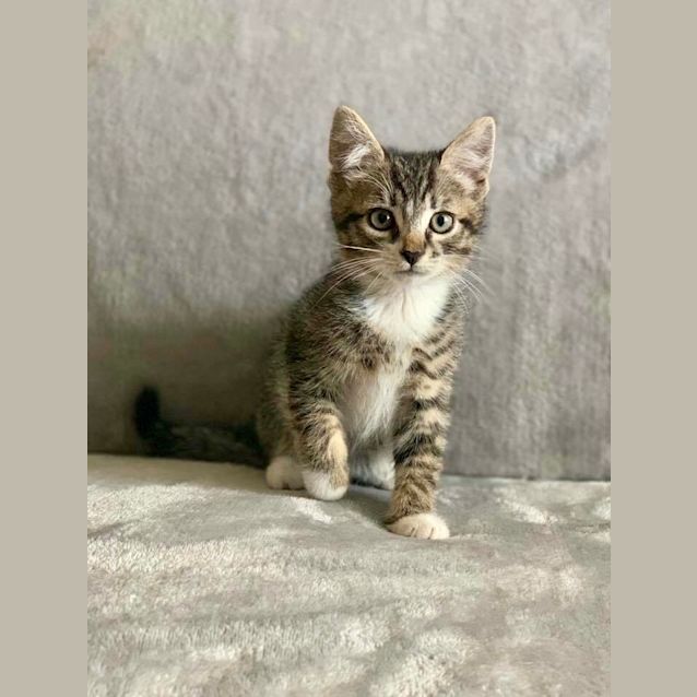 Photo of A Real Life Teddy 