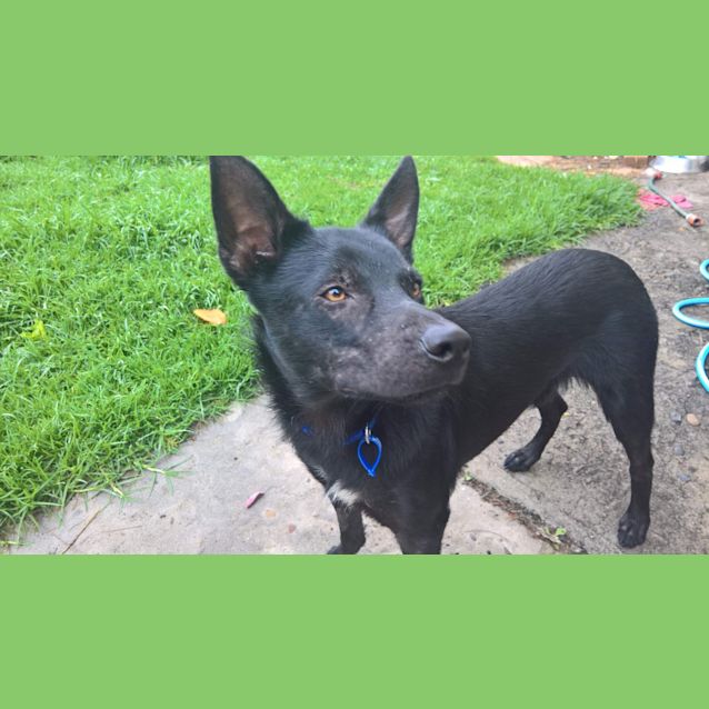 Photo of Boston ~ 8 Month Old Kelpie (On Trial 1/12/18)