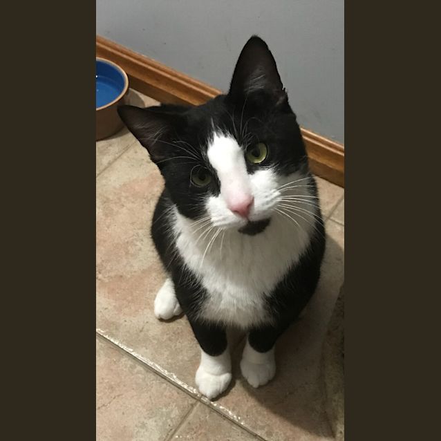 Photo of Charlie The Street Cat With A Heart Of Gold!