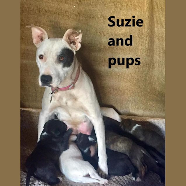 Photo of Suzie