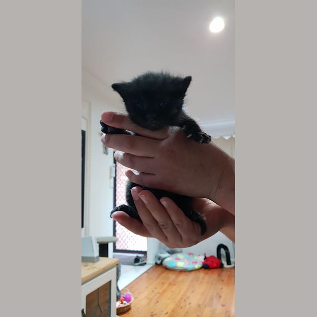 Photo of Berlioz