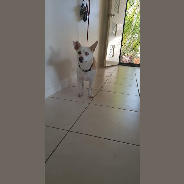 Photo of Benji 
