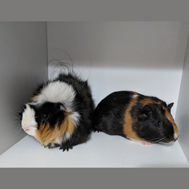 Photo of Harlequin & Kimiko