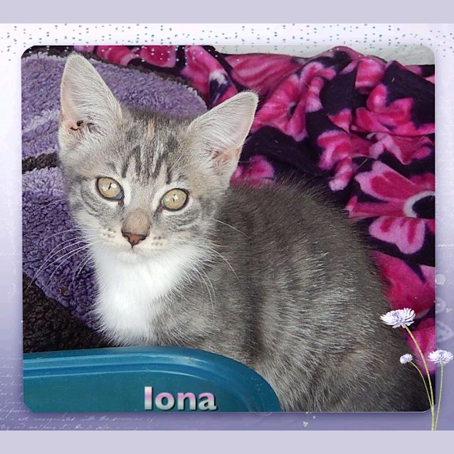 Photo of Iona