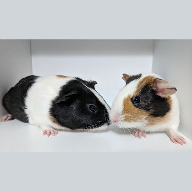 Photo of Milko & Piccalo