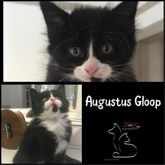 Photo of Augustus Gloop