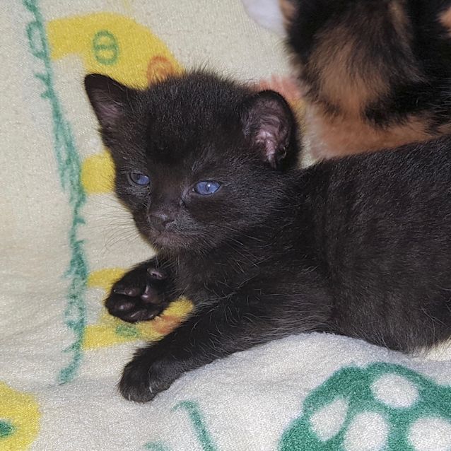 Photo of Lionel C3342 Adoption Pending