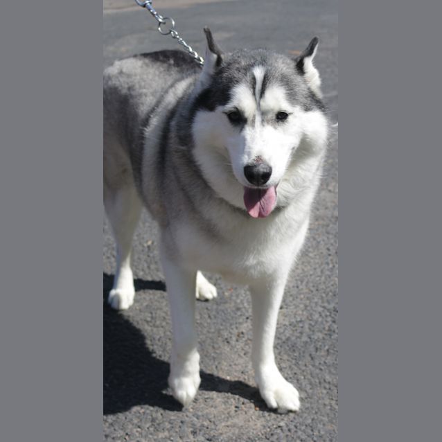 Photo of Hachi