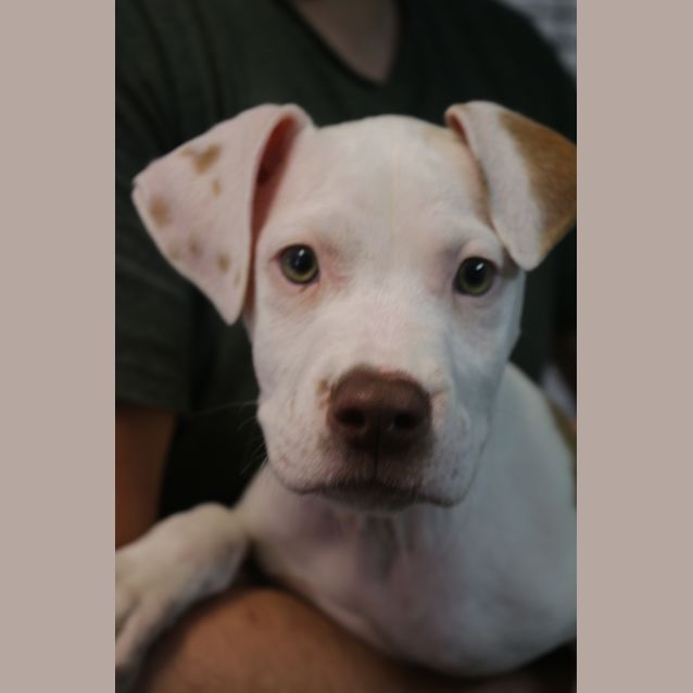Photo of Spanner