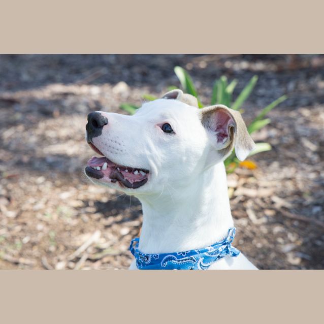 Photo of Kimba ~ Mastiff X Wolfhound (On Trial 4/11/18)