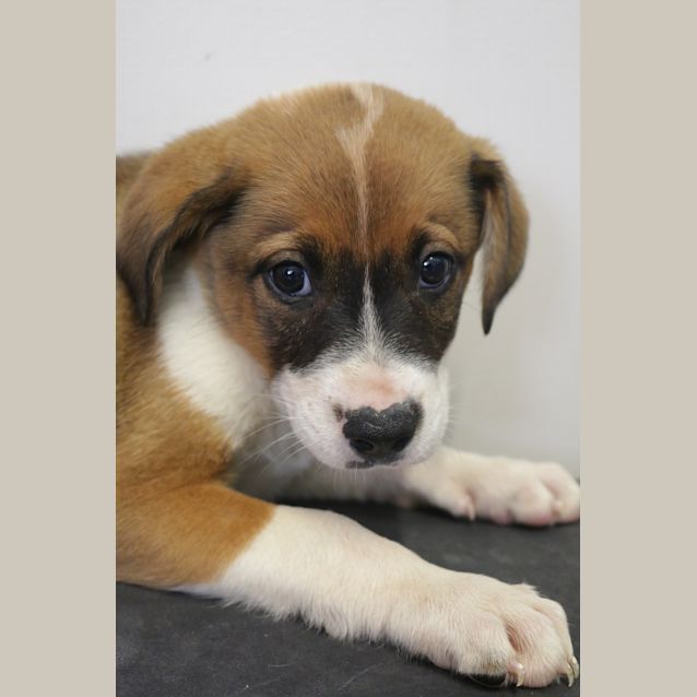 Photo of Cherokee