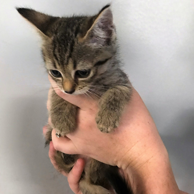 Photo of Agatha C3348