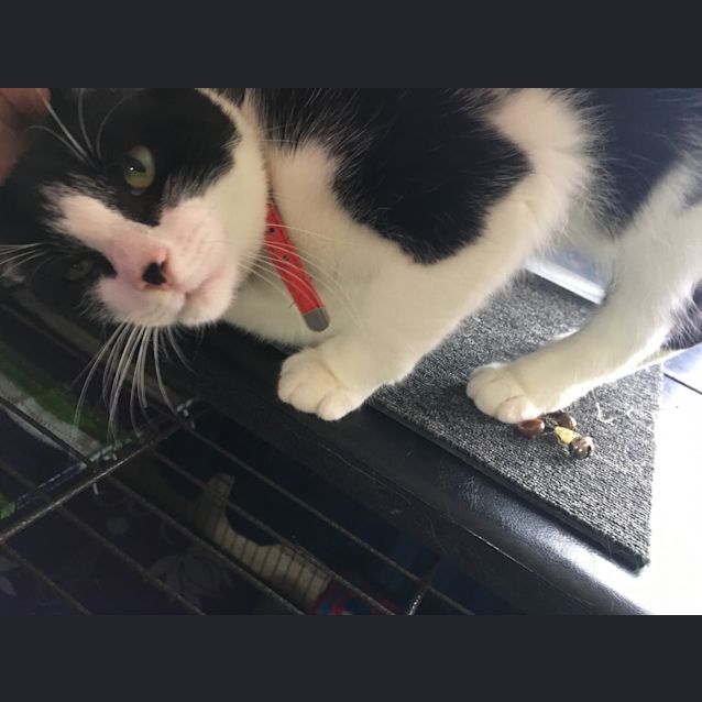 Photo of Pepe Le Pew