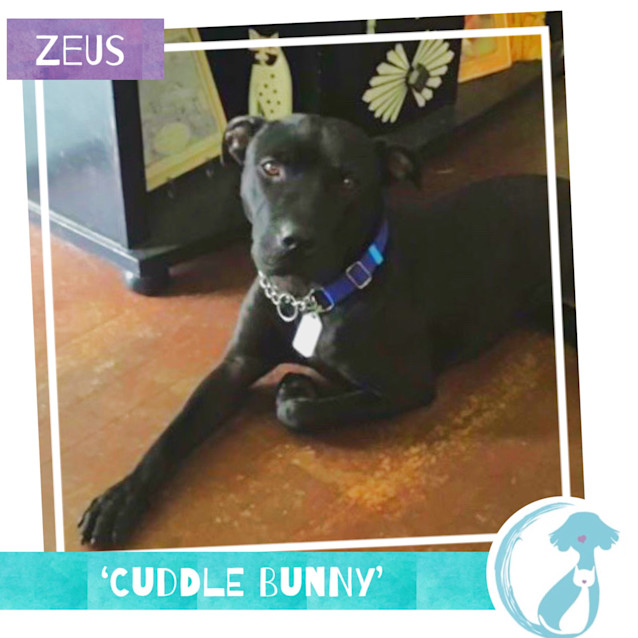Photo of Zeus