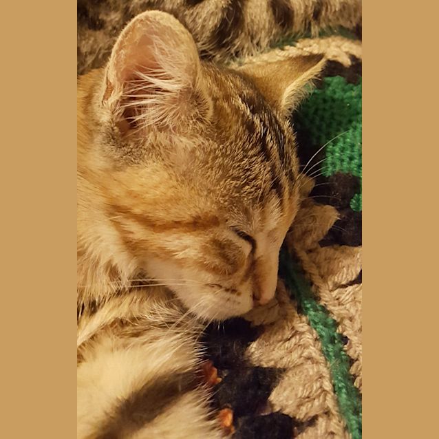Photo of Whisper ^^Dandy Cat Rescue^^