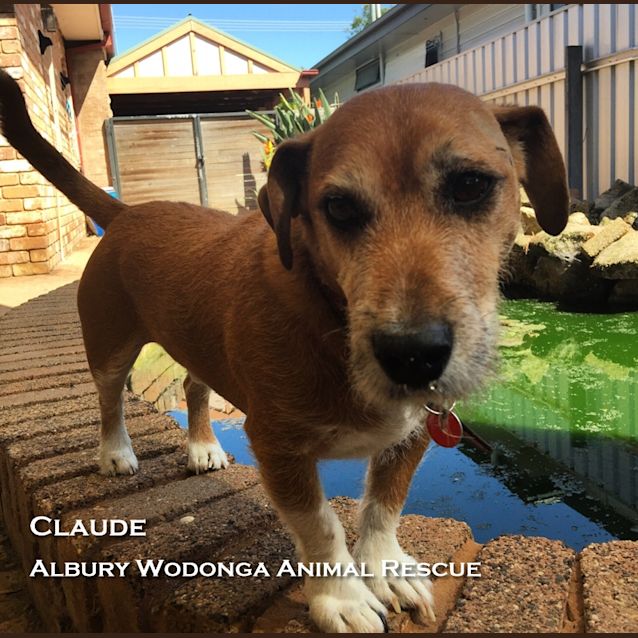 Photo of Claude