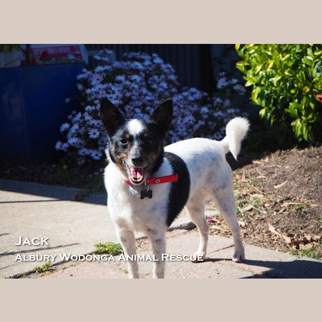 Photo of Jack