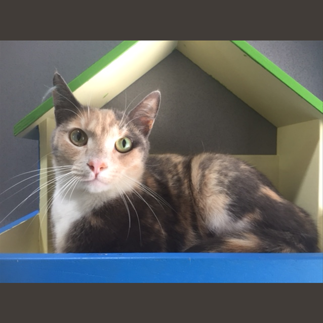 Photo of Abby
