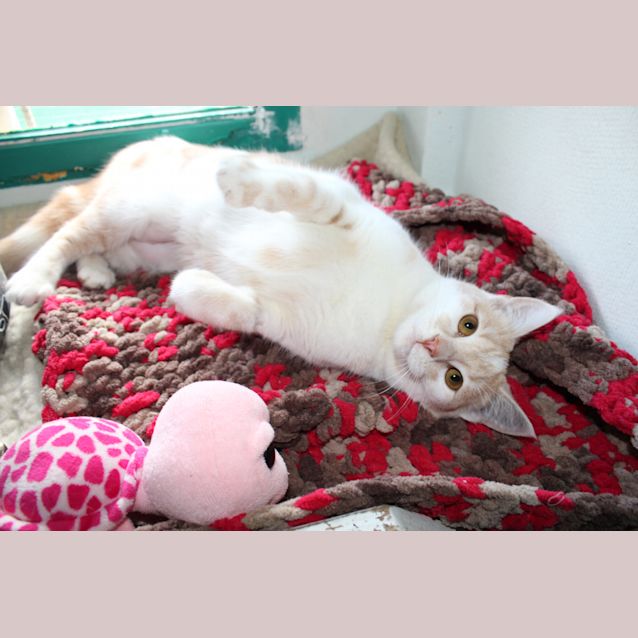 Photo of Nala