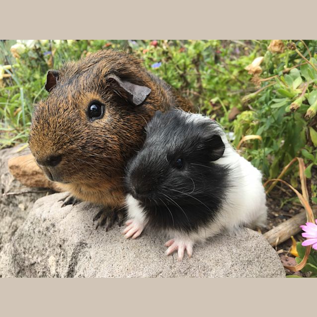 Photo of Toby & Elizabeth