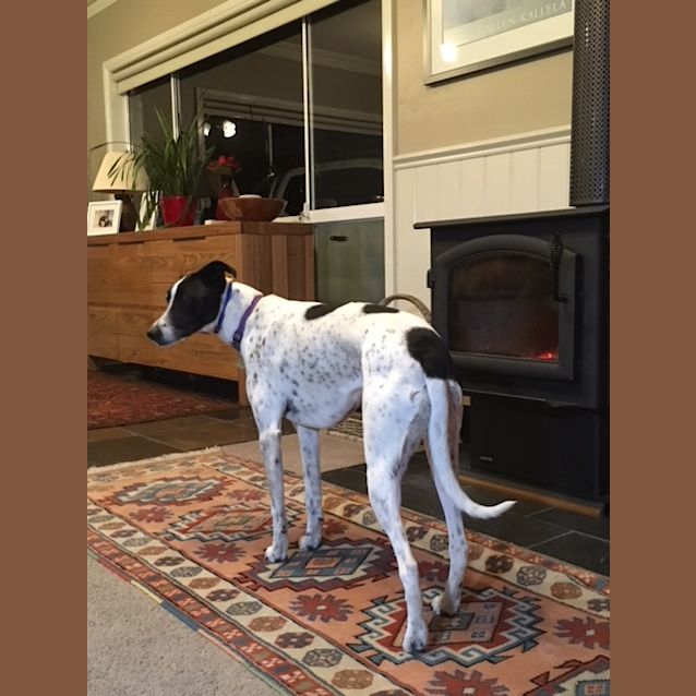 Photo of Daisy