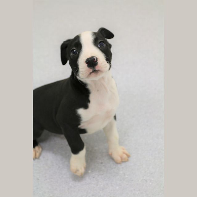 Photo of Daisy