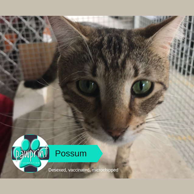 Photo of Possum