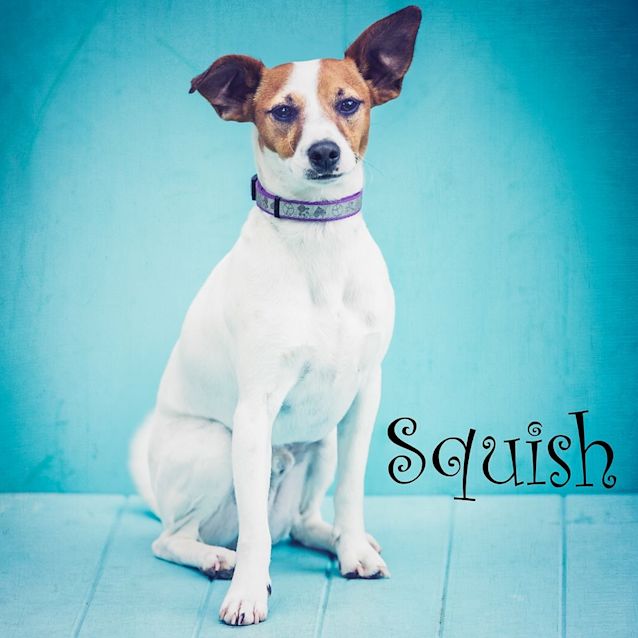 Photo of Squish