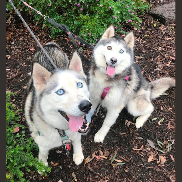 Photo of Micah & Star