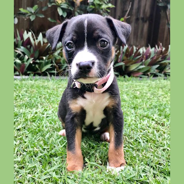 Photo of Emerald 