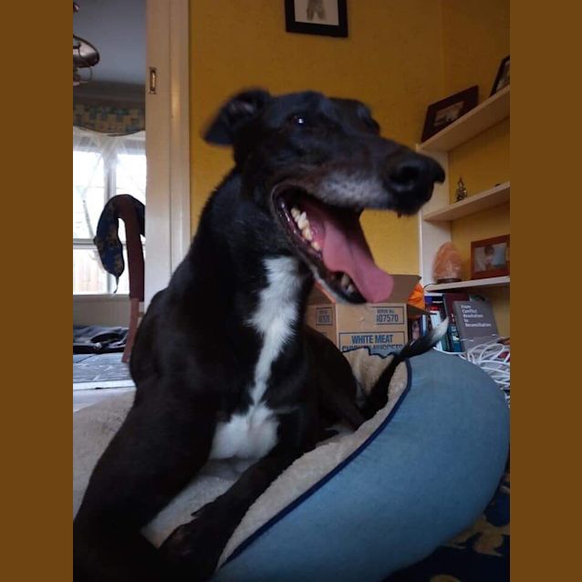 Photo of Damo”, Loyal Protector. Melbourne 