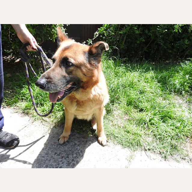 Photo of Portia Bonded Pair With Lucky