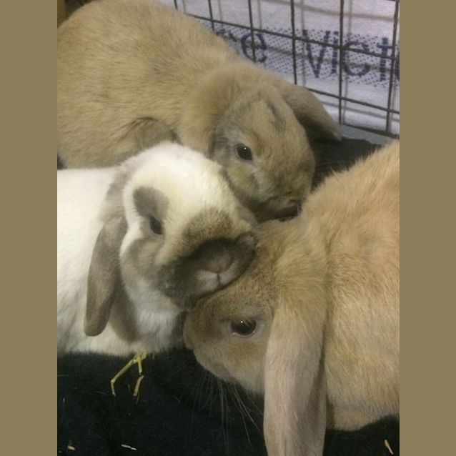 Photo of Ollie, Fallow And Roe