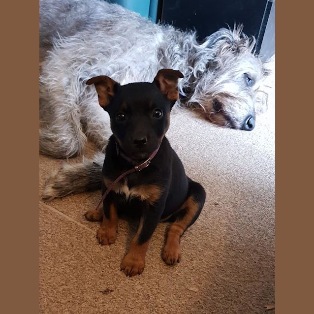 Photo of Gypsy