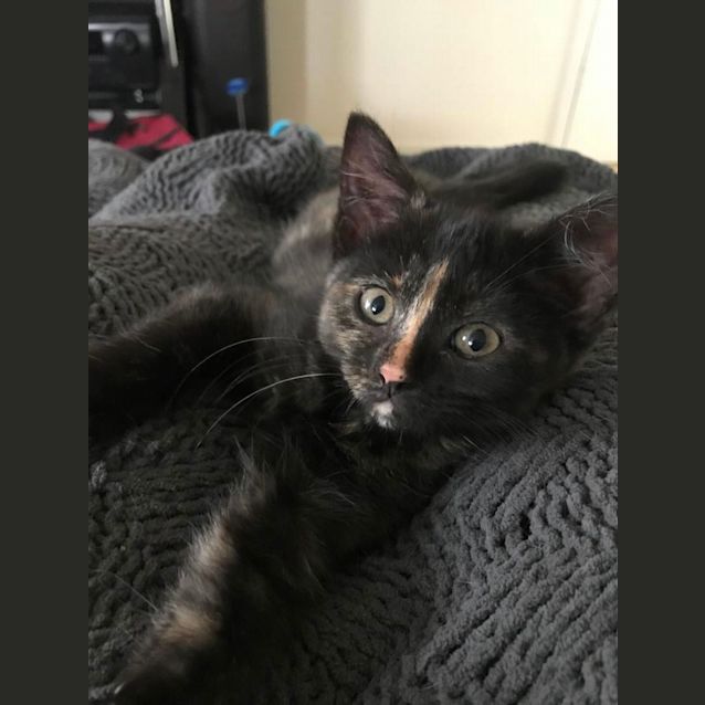 Photo of Snickers
