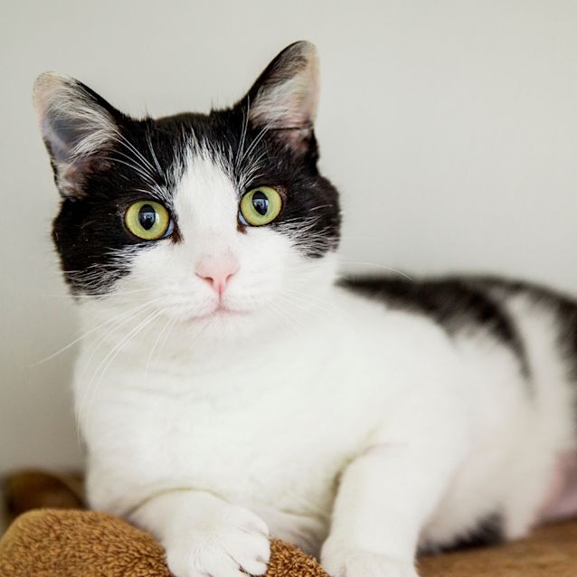 Photo of Kibby