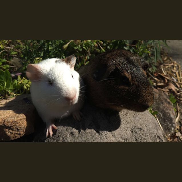 Photo of Ashima & Percy 