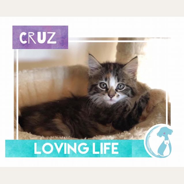 Photo of Cruz