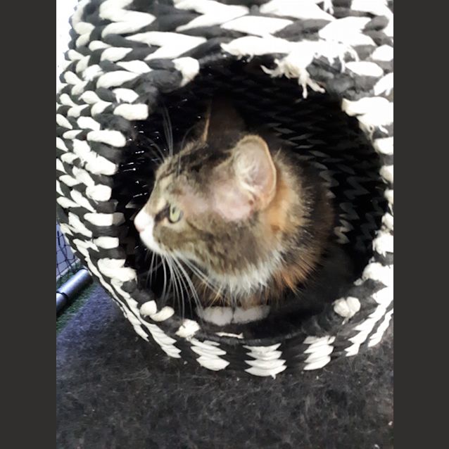 Photo of Amelia