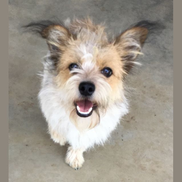 Photo of Gumnut And Dewdrop