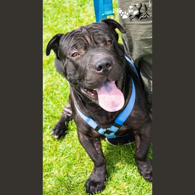 Photo of **On Trial** Marco