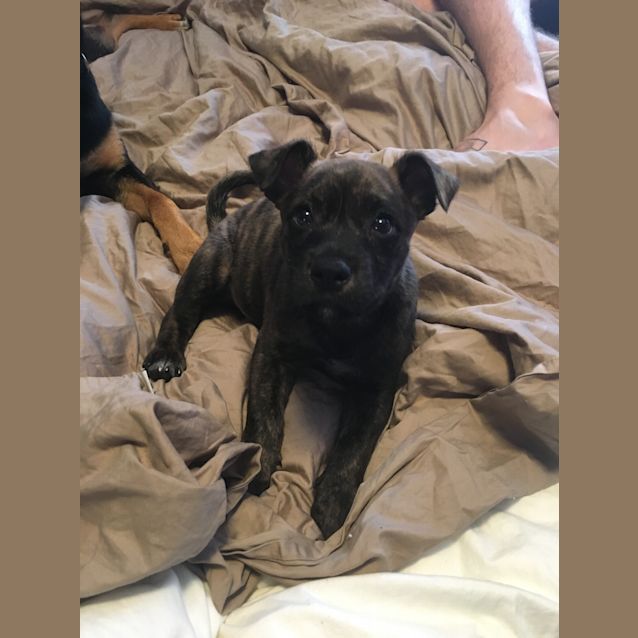 Photo of Rocky ~ Cattle Dog X Mastiff (On Trial 1/12/18)
