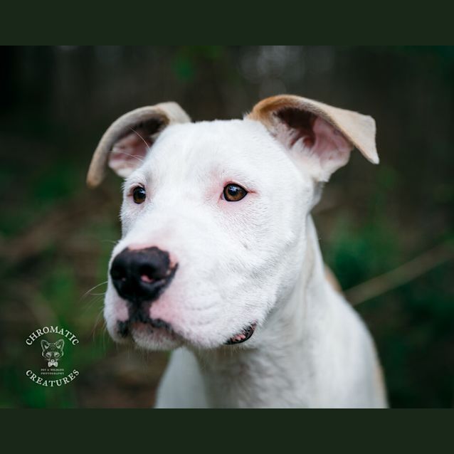 Photo of Bear