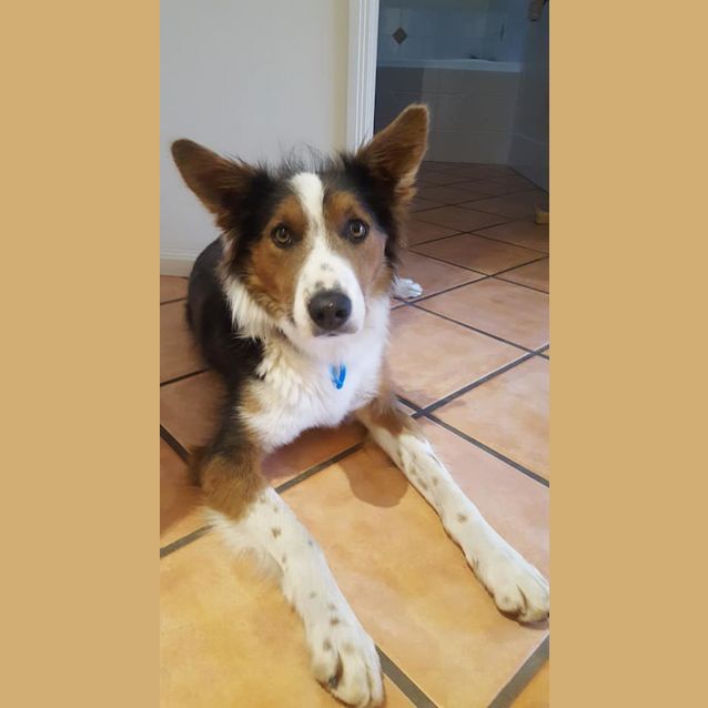 Photo of Cooper