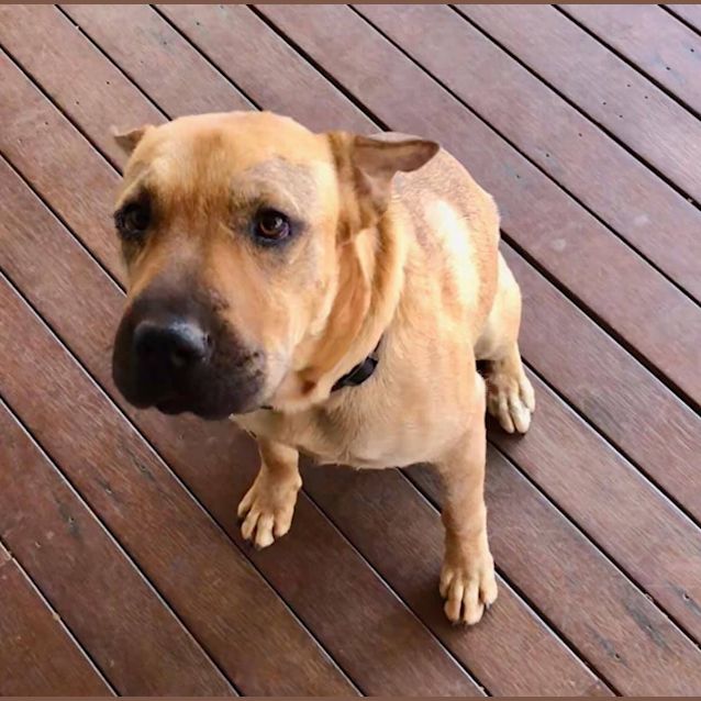 Photo of Nala Bmd0035