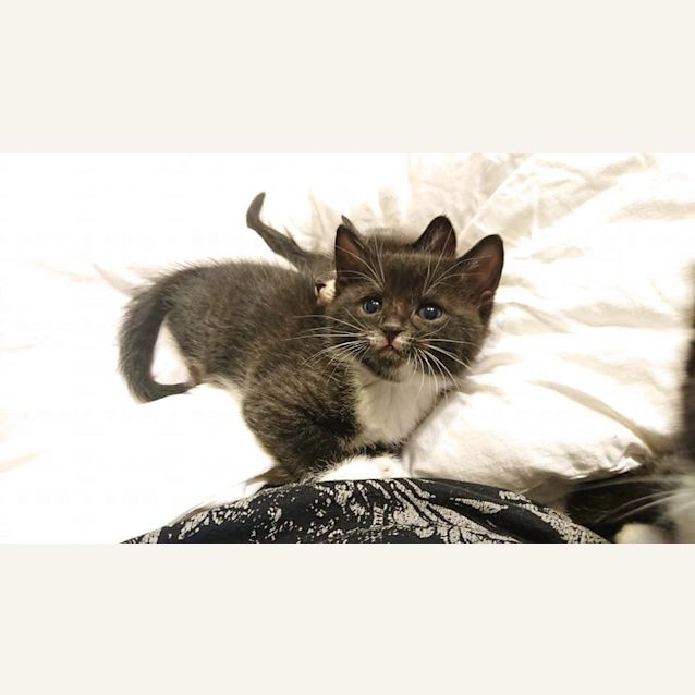 Photo of Wicket And Widget